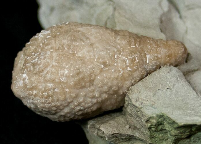 D Cystoid (Holocystites) Fossil - Indiana #17276